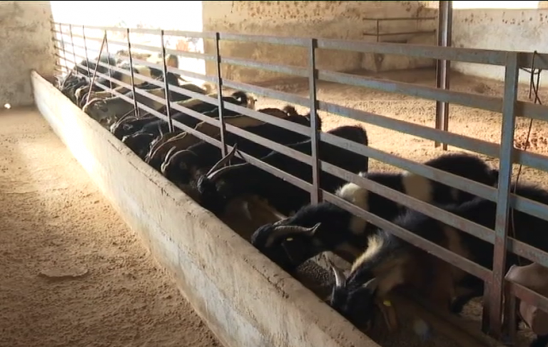 Lola García, presidenta del Cabildo de Fuerteventura, sobre centralizar el POSEI: «El sector primario de la isla correría un gran riesgo»