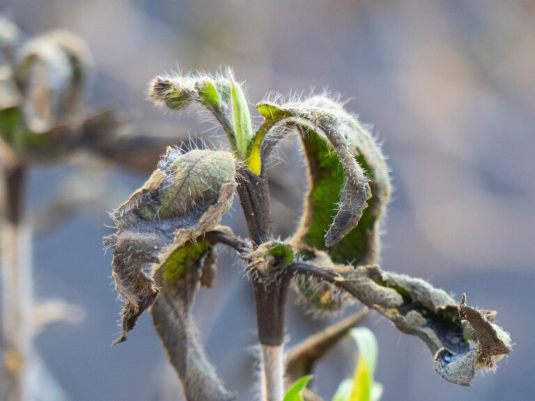 La fauna y la flora se recuperan en los alrededores del volcán de Cumbre Vieja