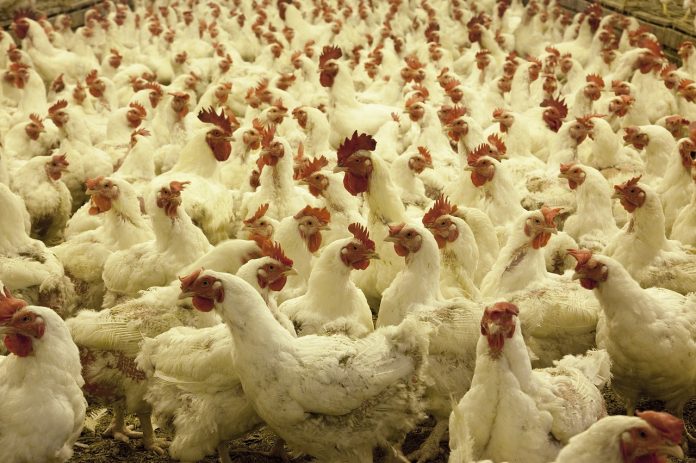 La gripe aviar afecta a la importación de pollo en Canarias