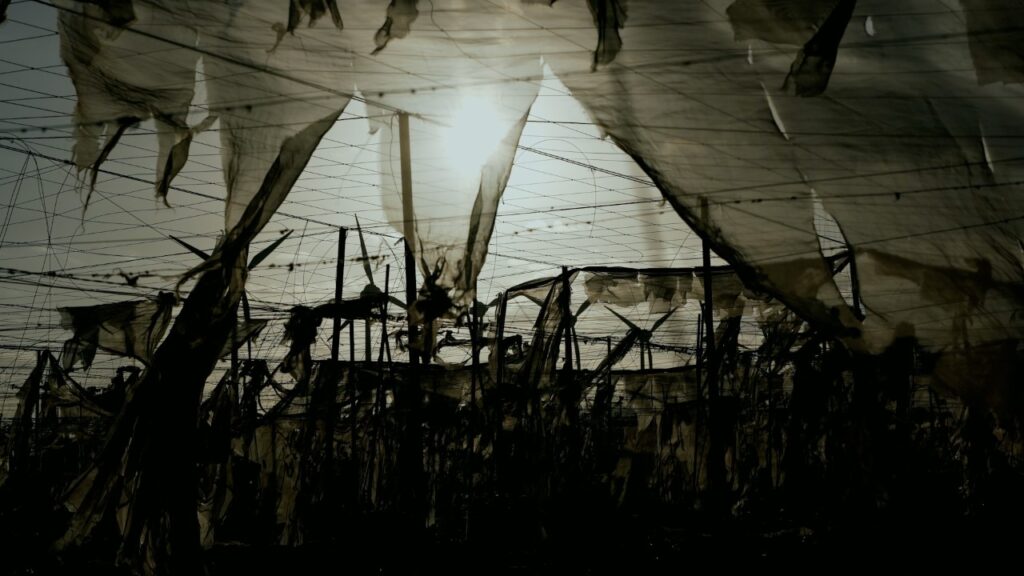 El tomate canario, en “Informe Trópico”