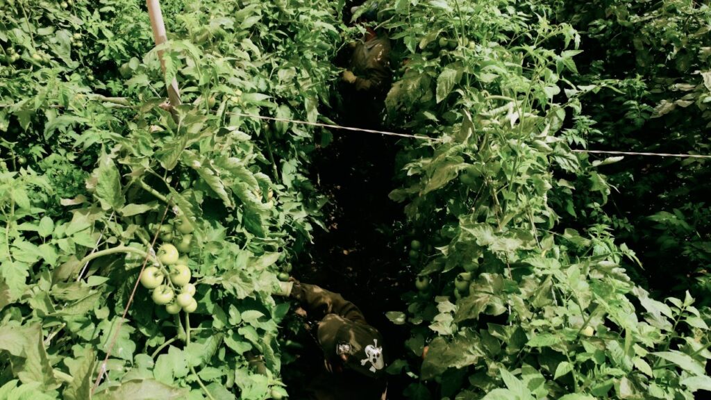 El tomate canario, en “Informe Trópico”