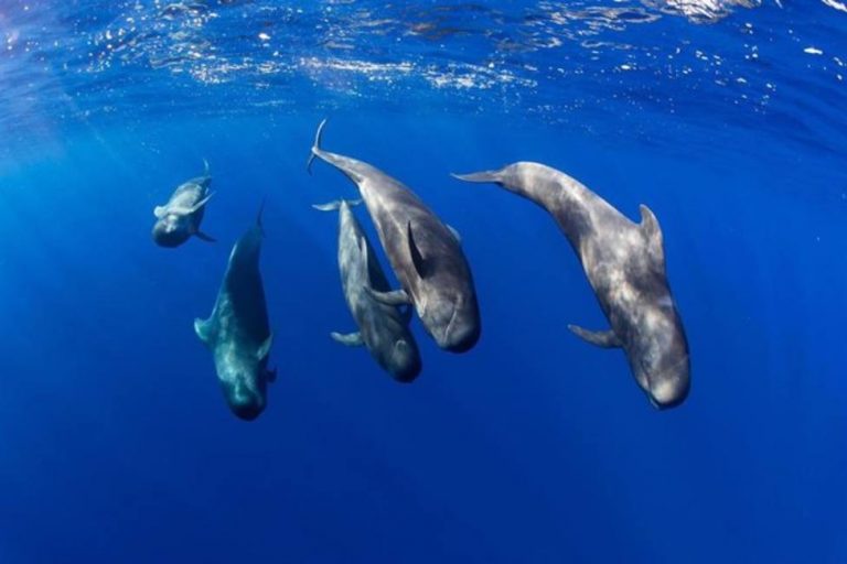 Teno-Rasca, primera zona declarada Patrimonio de Ballenas de Europa