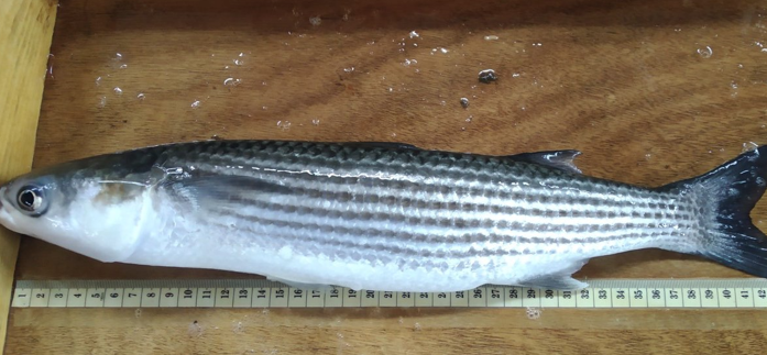 Logran producir larvas de lisa amarilla, un "prometedor" nicho de mercado