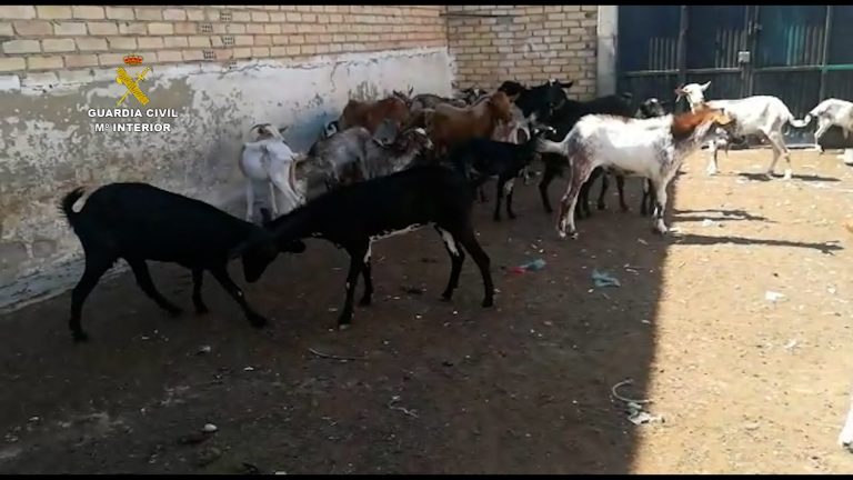 El maltrato animal se penará hasta con 24 meses de prisión en el Código Penal