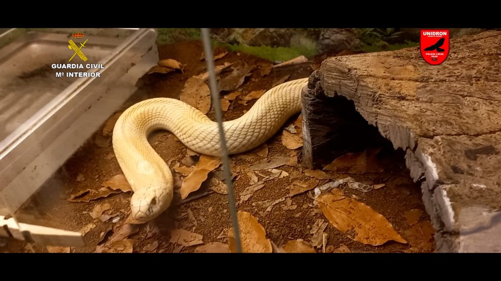 Detenido un hombre en Gran Canaria por tener la mayor colección privada de animales venenosos y peligrosos de España