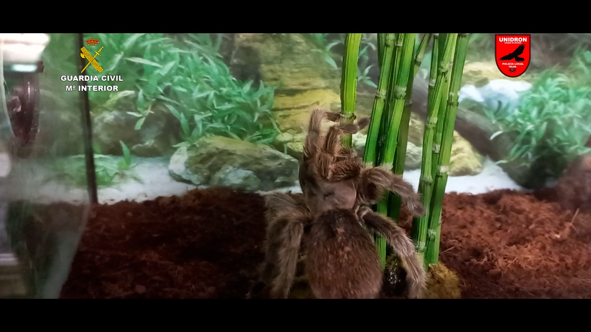 Detenido un hombre en Gran Canaria por tener la mayor colección privada de animales venenosos y peligrosos de España