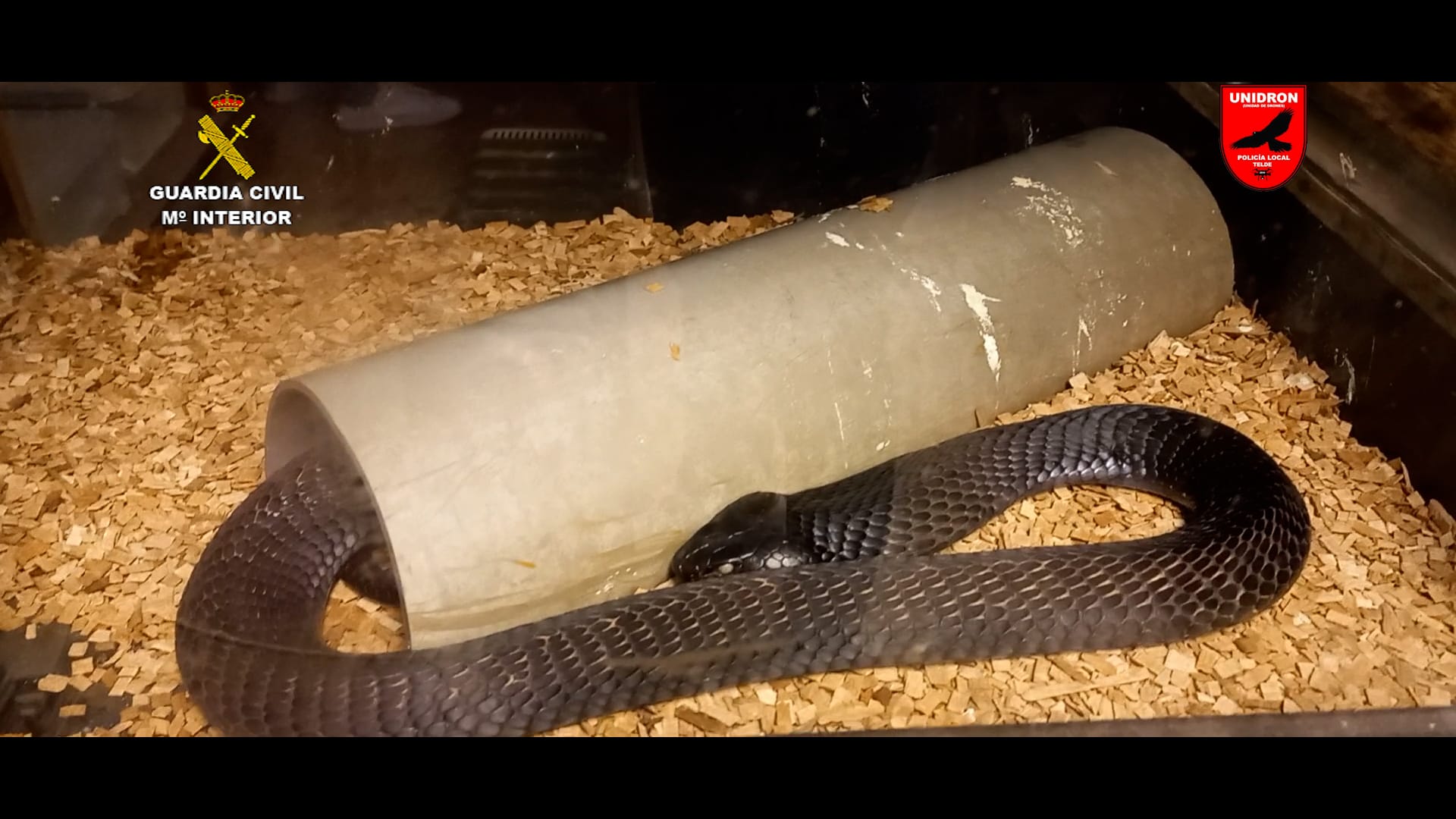 Detenido un hombre en Gran Canaria por tener la mayor colección privada de animales venenosos y peligrosos de España