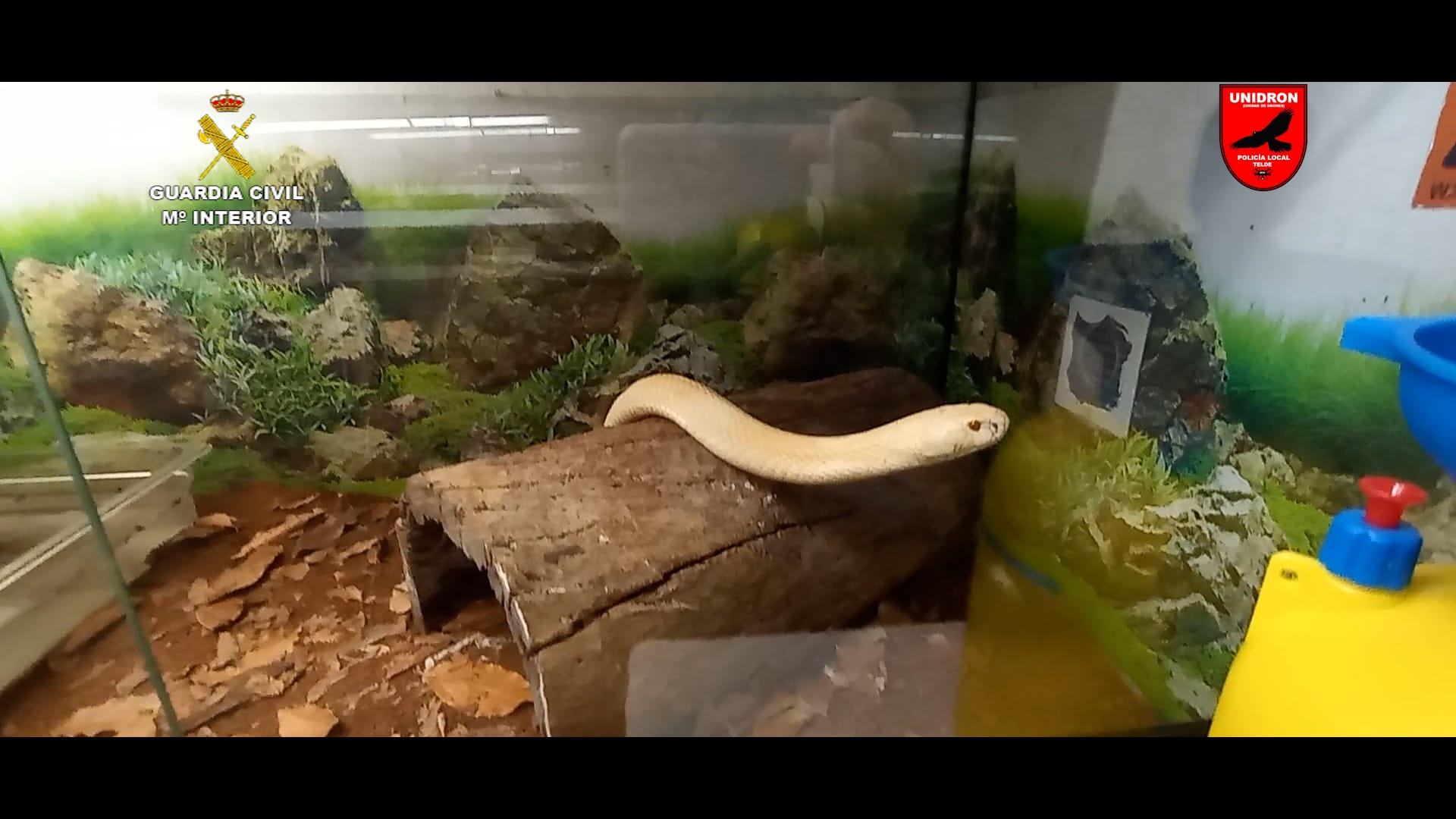 Detenido un hombre en Gran Canaria por tener la mayor colección privada de animales venenosos y peligrosos de España