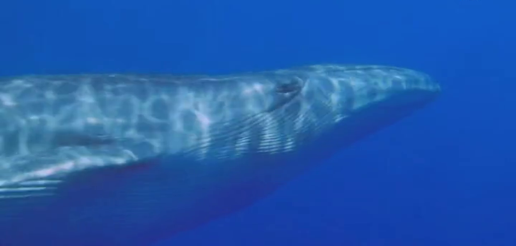 Encabezado: Cambiar tipo o estilo del bloque Cambiar la alineación Cambiar la alineación del texto Muestra más herLa Gomera, paraíso natural para el avistamiento de cetáceos