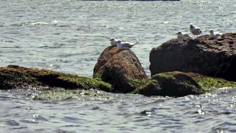 Descartan la gripe A como causa de la muerte de las 350 aves marinas llegadas a Canarias