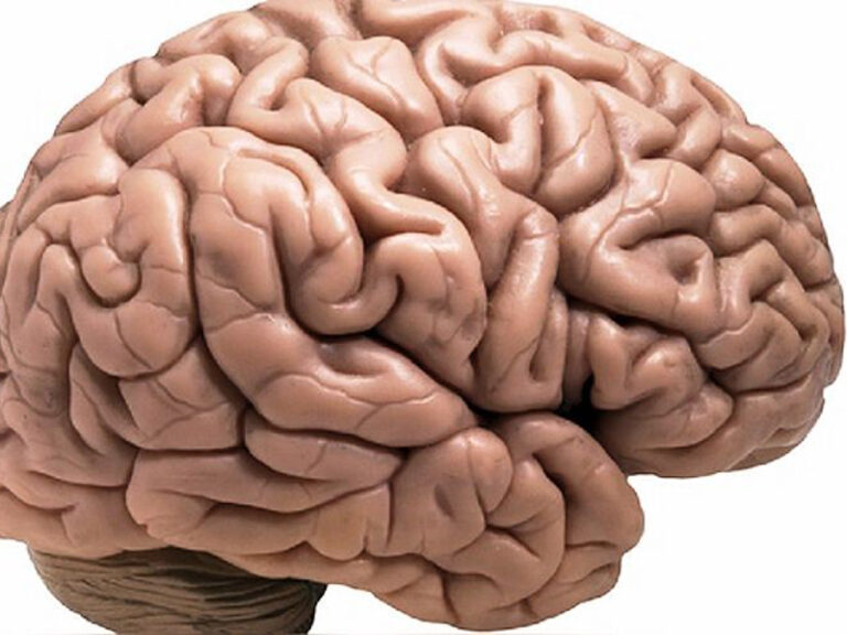 Identifican un nuevo modelo de formación de la corteza cerebral