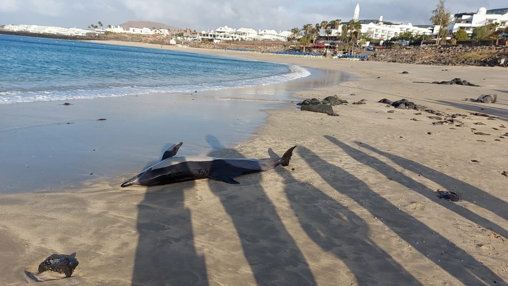 Socorren a un delfín varado en playa Dorada, en Lanzarote