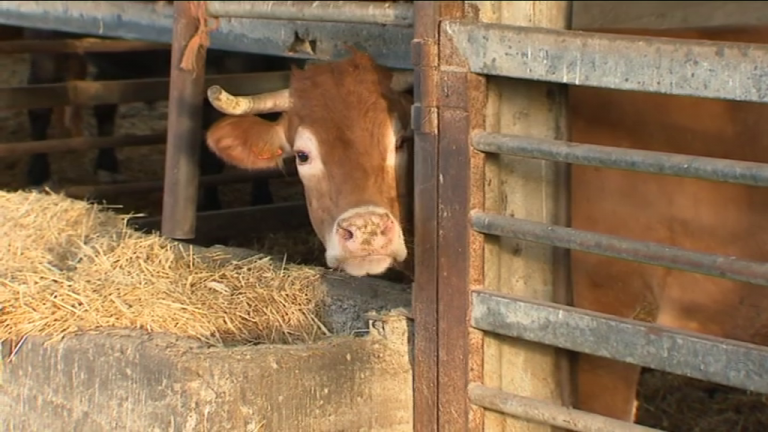 El alza de los precios del pienso dificulta la ganadería en Canarias