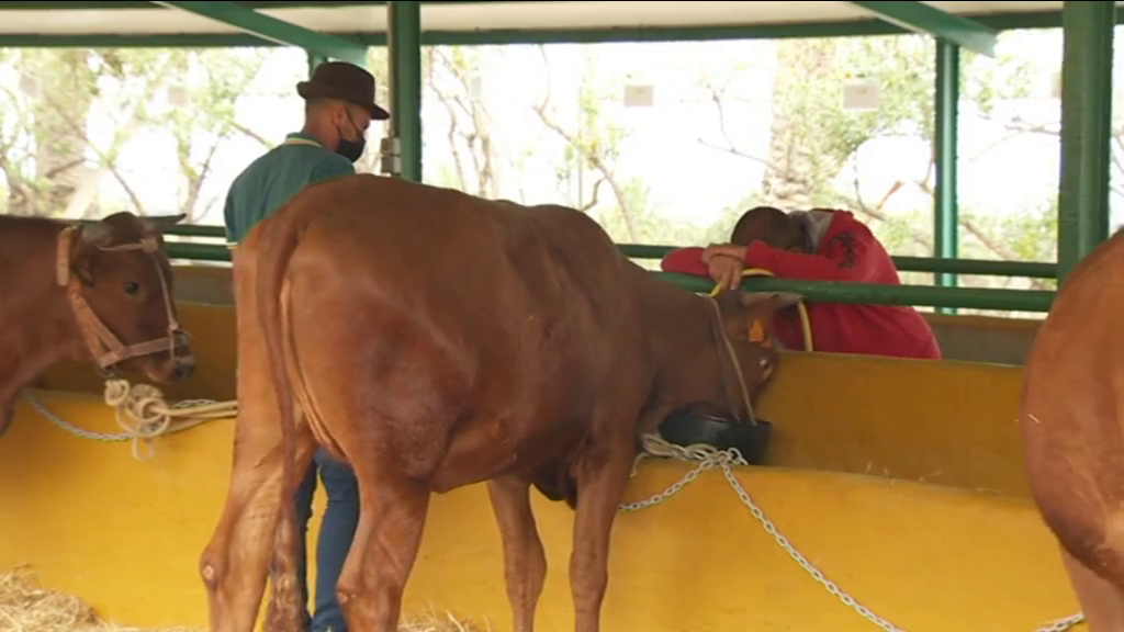 La ganadería canaria tiene reservas de forraje para un mes