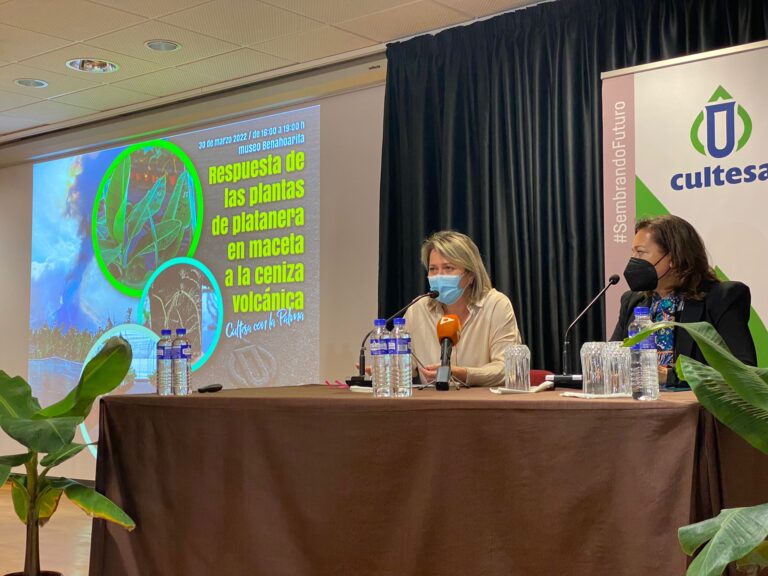 Las plantas de platanera tienen un crecimiento óptimo con ceniza volcánica