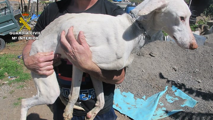 Detenido por tener en una finca seis podencos en mal estado