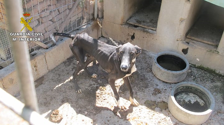 Detenido por el abandono de seis podencos en Arucas