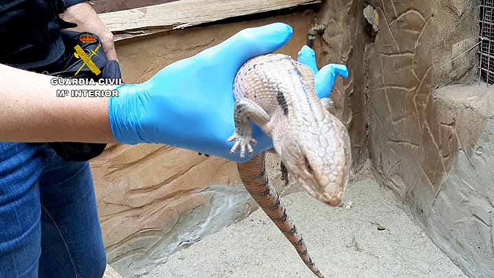 Intervienen más de cien especies invasoras y peligrosas, varios pitón y caimán