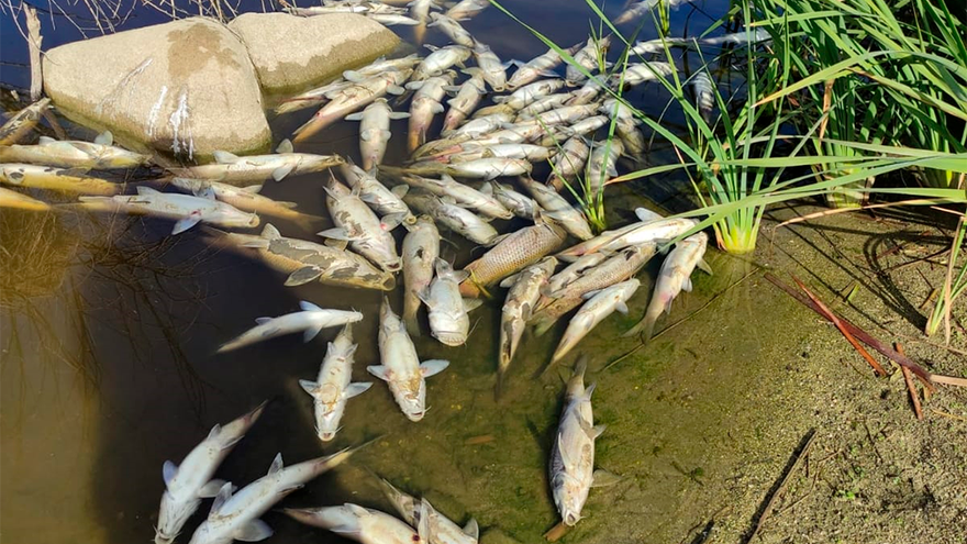 El Seprona rescata a más de 300 peces de un estanque al sur de Gran Canaria