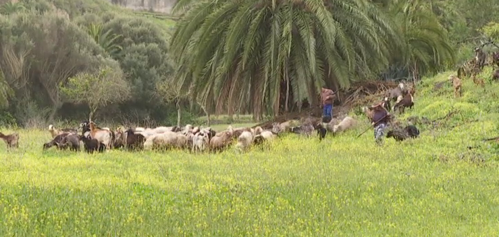 Las "ovejas bomberas" dan un respiro a los agricultores y a los bomberos