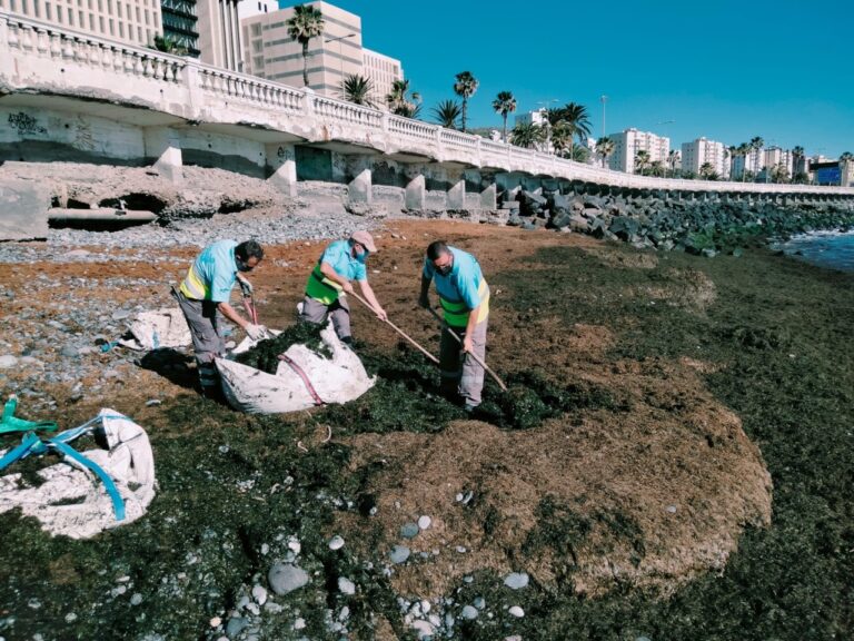 Ciudad de Mar retira de Las Canteras y San Cristóbal 172 toneladas de algas pardas arrastradas por el oleaje