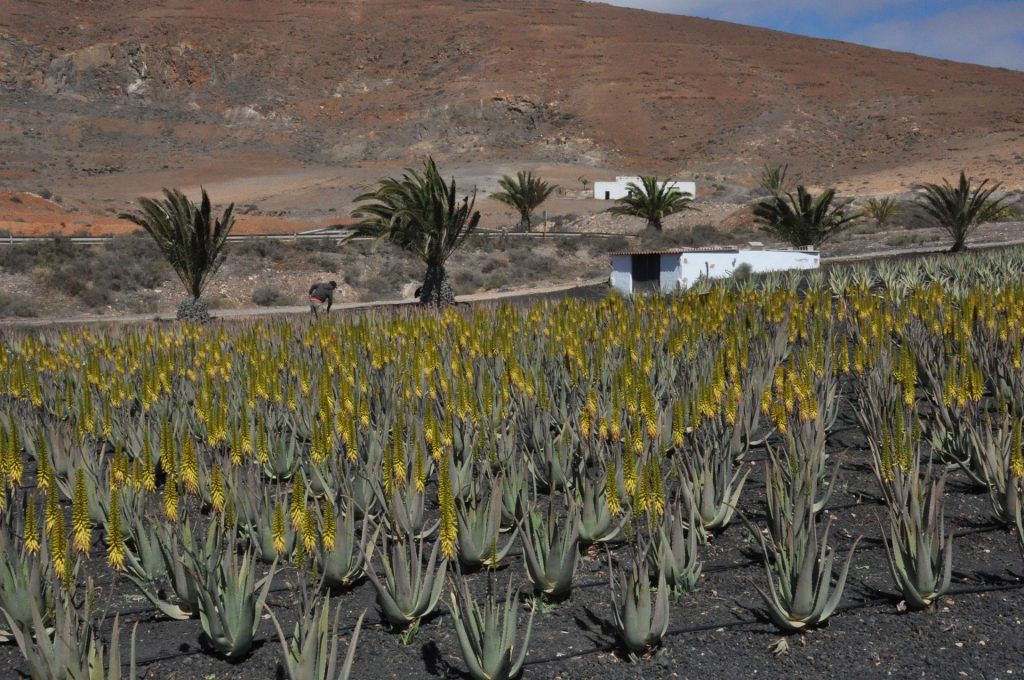 El Gobierno canario convoca las ayudas para la producción de aloe vera y olivo