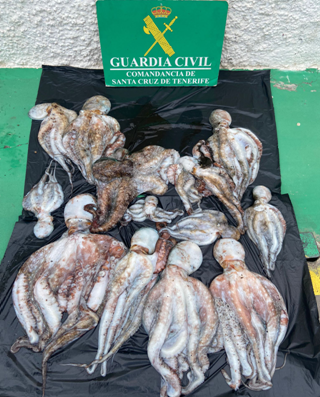 La Guardia Civil decomisa más de 18 kilos de pulpo capturado de forma ilícita