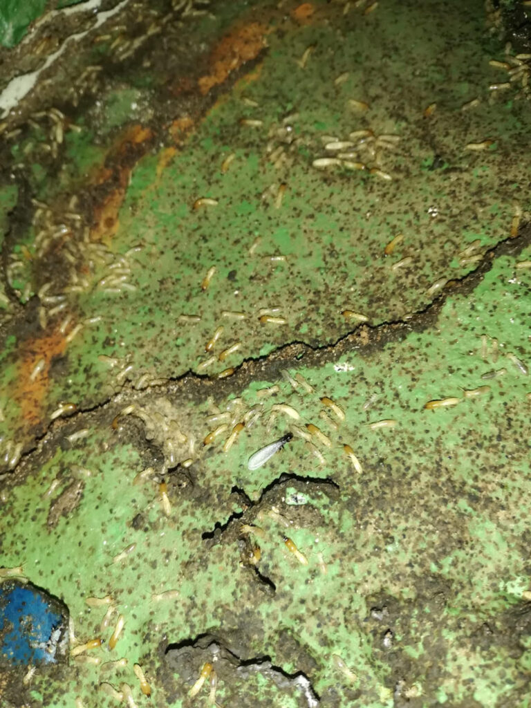 José Antonio Valbuena, consejero de Transición ecológica, ha destacado que de confirmarse la idoneidad de los perros adiestrados en la localización de las termitas subterráneas supondría una gran ayuda en los trabajos de erradicación de esta especie invasora