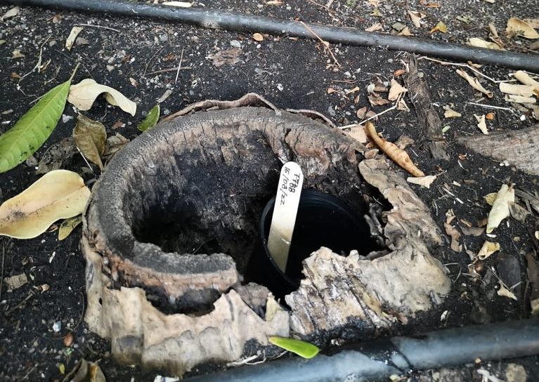 Sanidad pide a la población de La Palma notificar sospecha de picaduras de mosquitos