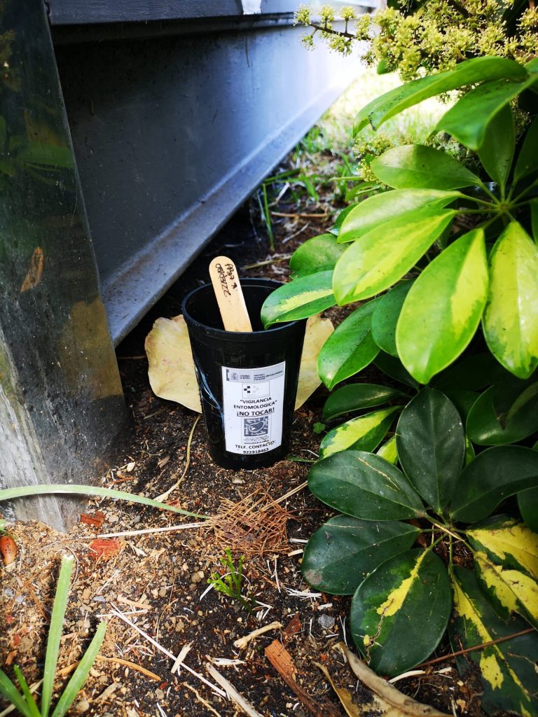 Trampa para mosquitos aedes aegypti en La Palma