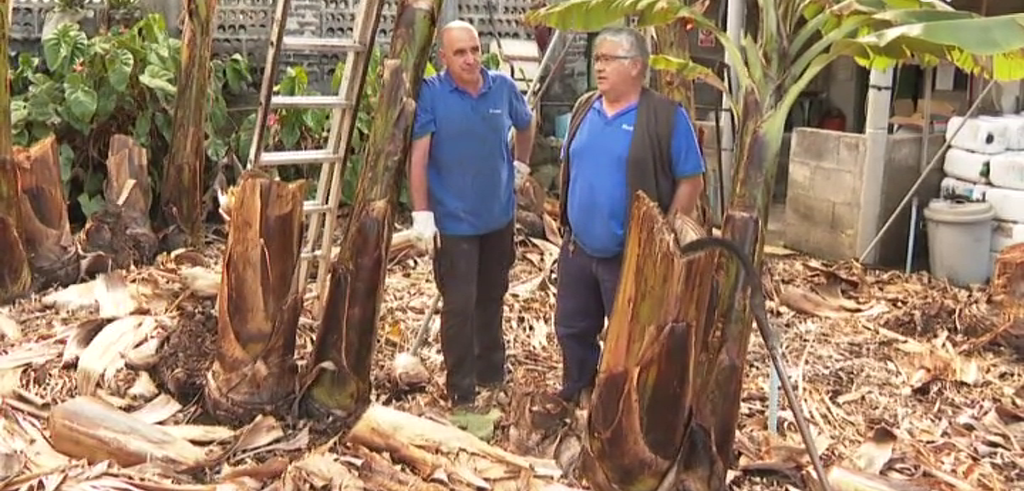 "Lo hemos pasado muy mal con la erupción y ahora nos quieren quitar la finca"