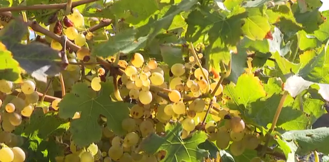 Un proyecto piloto que incluye 1.800 plantas en la costa pone a prueba la vendimia de invierno en Lanzarote. Se han recogido 5.000 kilos de uvas