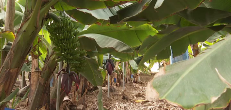 Tenerife construirá una desalinizadora para los agricultores