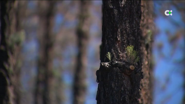 Canarias trabaja para prevenir incendios y reforestar los montes quemados