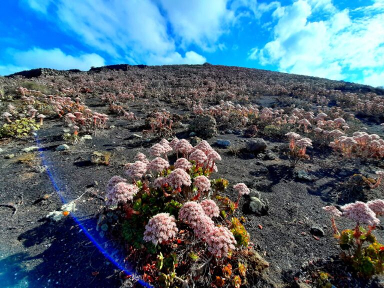 Teguise celebra ‘El Jable, un sistema (des)conocido: biodiversidad y antropoceno’