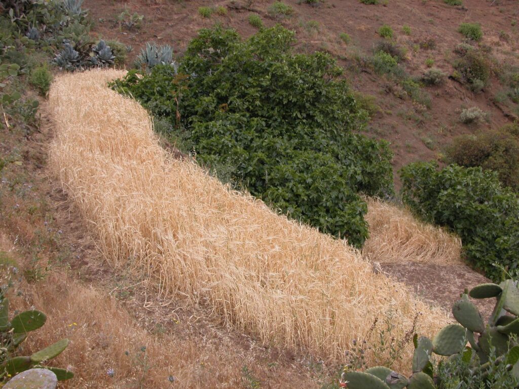 Agricultura invierte más de 220.000 euros en ayudas a productores de cultivos forrajeros