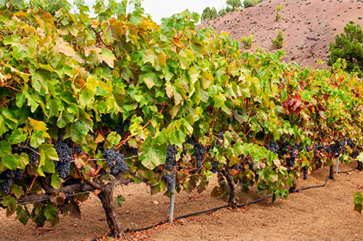 El Gobierno destina cerca de 4 millones euros a la red de riego de El Hierro