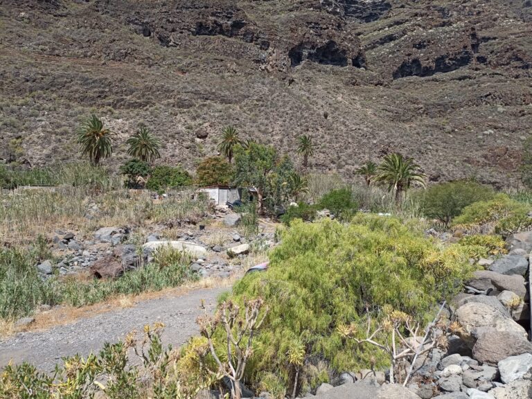 Precintan una granja en La Gomera con 60 cerdos desnutridos