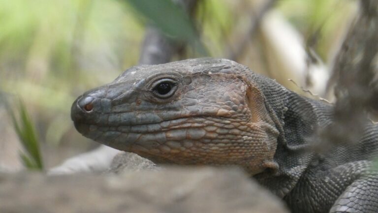 Un lagartario dará comienzo al corredor verde de Las Palmas de Gran Canaria