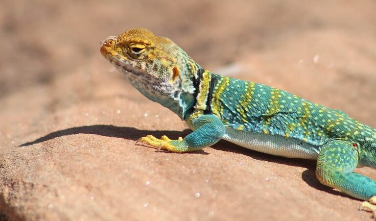 Los reptiles escamosos evolucionaron en el Jurásico, antes de lo que se creía