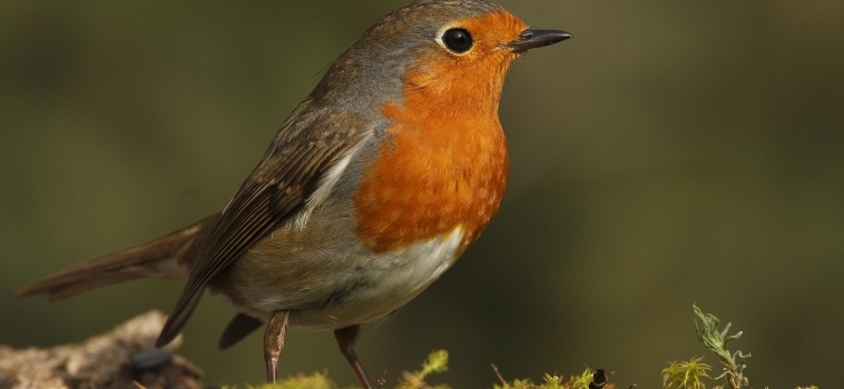 300 especies distintas de aves pasan por Canarias en época de migración