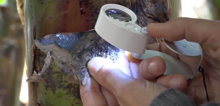 Insectos para combatir las plagas de las plataneras