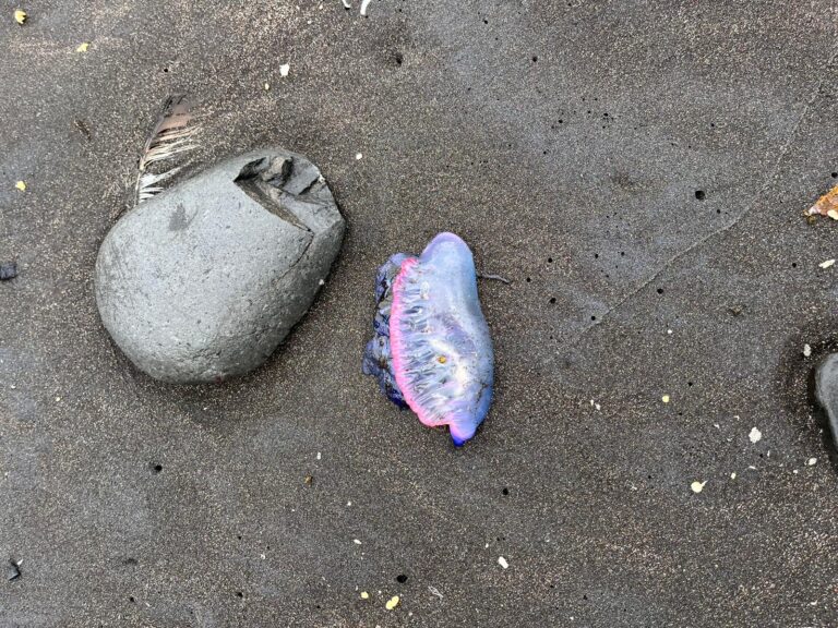 Numerosos ejemplares de aguavivas en la playa de Almáciga, en S/C de Tenerife