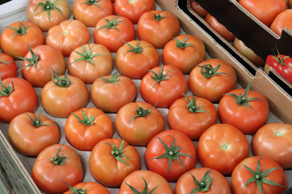 Maduración de los cultivos. Imagen: Tomates. Gobierno de Canarias