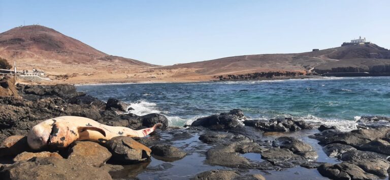 Hallan un calderón varado en Arinaga, en Gran Canaria