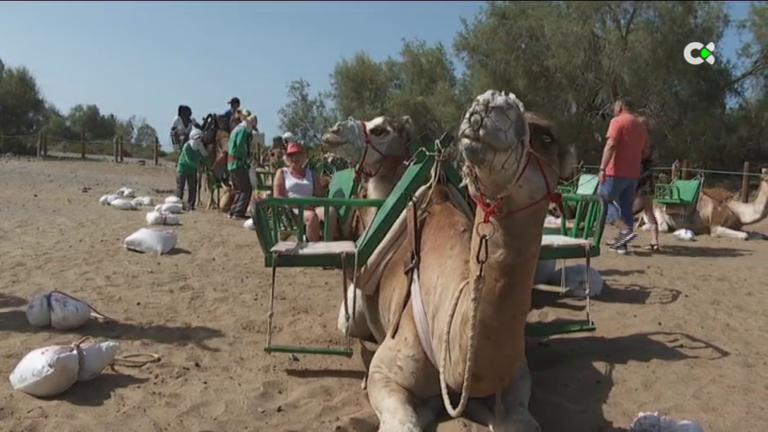 Los paseos a camello en las Dunas de Maspalomas podrían desaparecer
