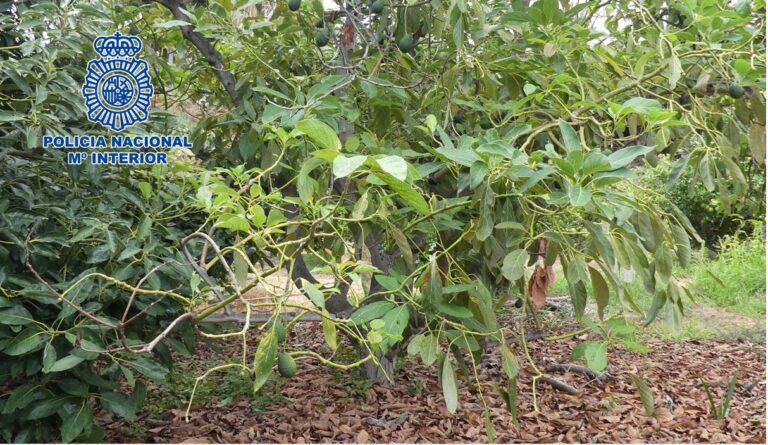 Detenidos tras robar 600 kilos de aguacates en Los Realejos en Tenerife