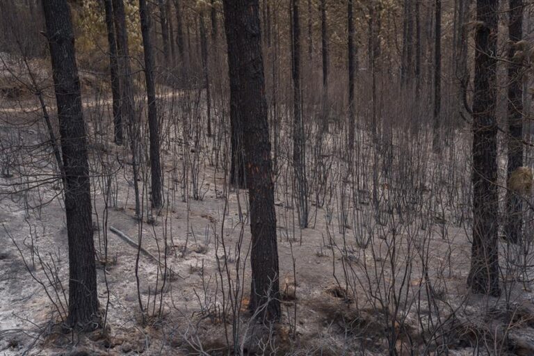 Plan de recuperación para la zona afectada en Tenerife por el incendio de este verano