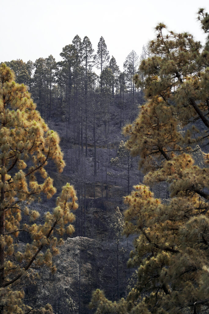 Vegetación afectada incendio Tenerife. EP