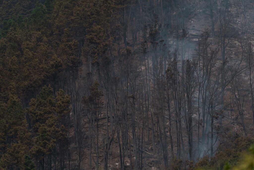 Zona quemda Las Llanadas. Incendio Tenerife. EFe